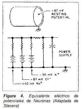 Equivalente eléctrico de potenciales de Neuronas