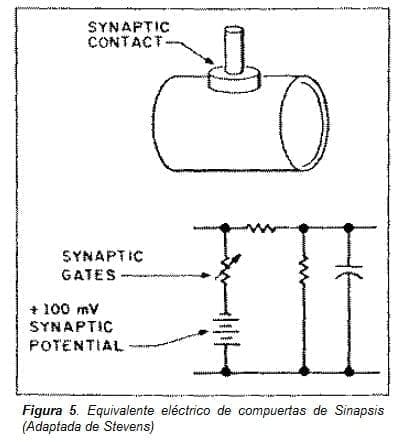 Equivalente eléctrico de compuertas de Sinapsis Equivalente eléctrico de compuertas de Sinapsis
