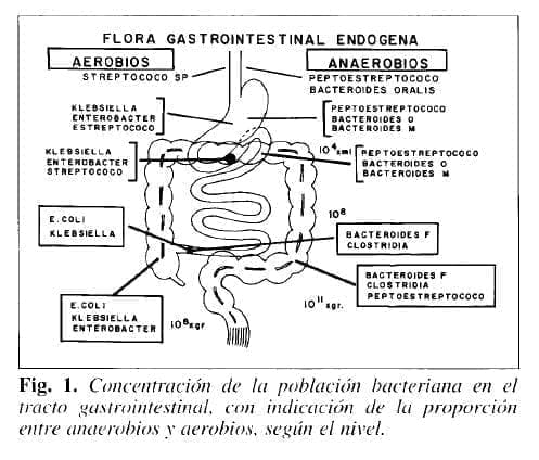 Flora gastrointestinal endogena Flora gastrointestinal endogena