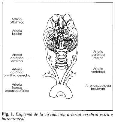Esquema de la circulación arterial