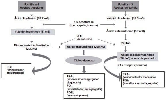 Metabolismo de los ácidos grasos