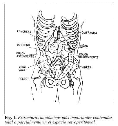 Estructuras anatómicas Estructuras anatómicas