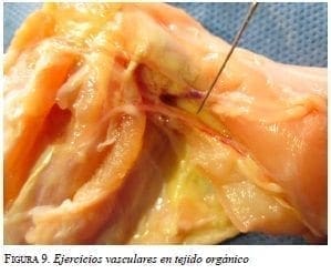 Ejercicios vasculares en tejido orgánico