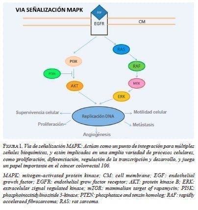 Vía de señalización MAPK