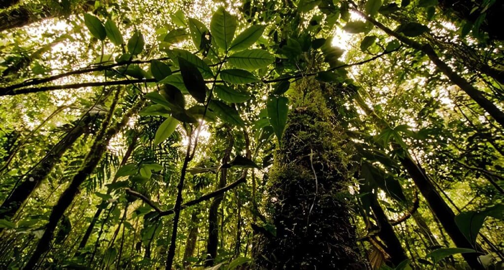 Bosques con el Cambio Climático