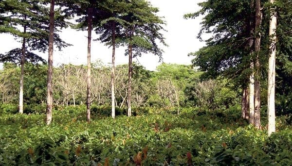 cultivo de cacao