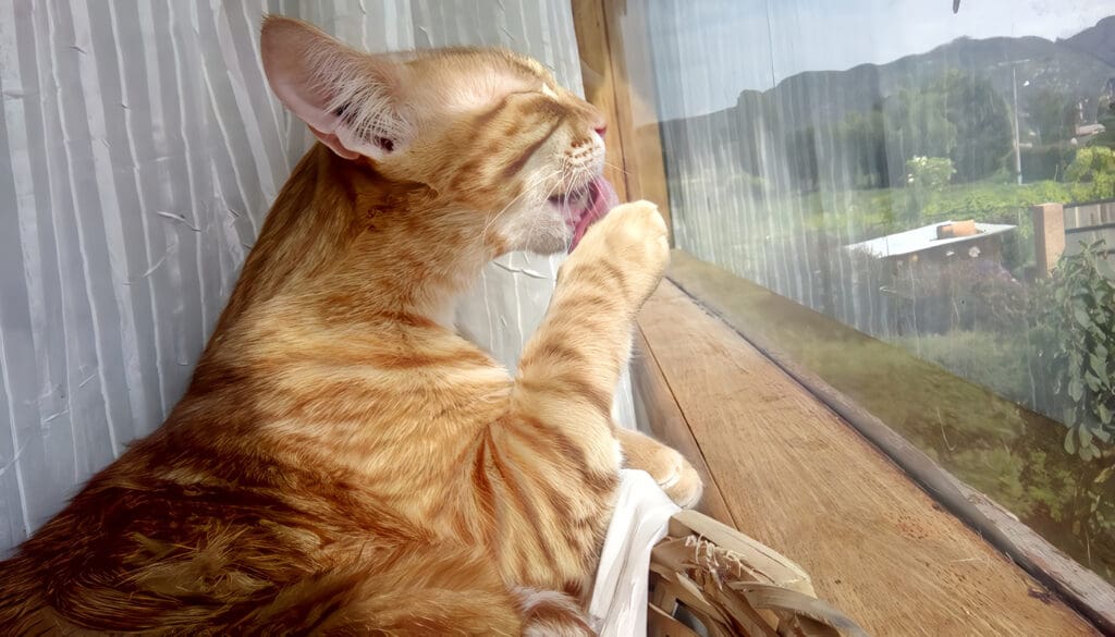 Bolas de pelos en gatos