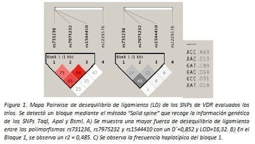 Desequilibrio de Ligamiento (LD) de los SNPs de VDR evaluados los tríos Desequilibrio de Ligamiento (LD) de los SNPs de VDR evaluados los tríos
