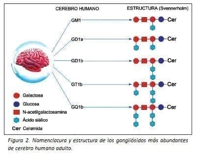 Nomenclatura y estructura de los Gangliósidos Nomenclatura y estructura de los Gangliósidos
