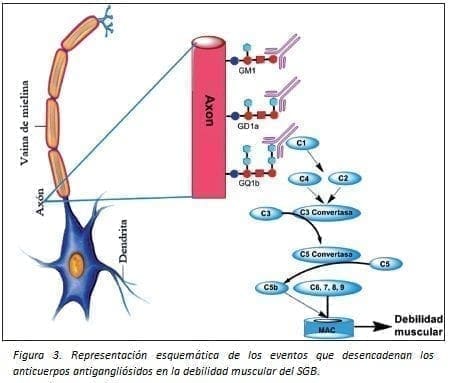 Anticuerpos Antigangliósidos en la debilidad muscular del SGB Anticuerpos Antigangliósidos en la debilidad muscular del SGB