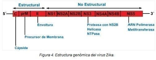 Estructura Genómica del Virus Zika Estructura Genómica del Virus Zika
