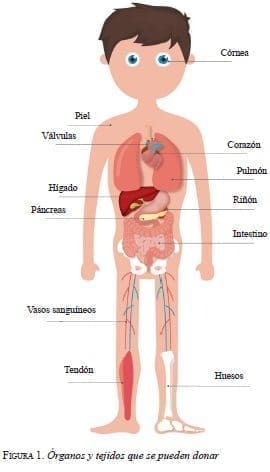 Órganos y Tejidos que se pueden Donar