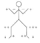 Forma esquemática de Potenciales Cerebrales