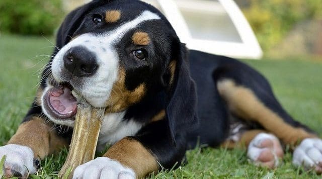 Cuidado dientes de perros
