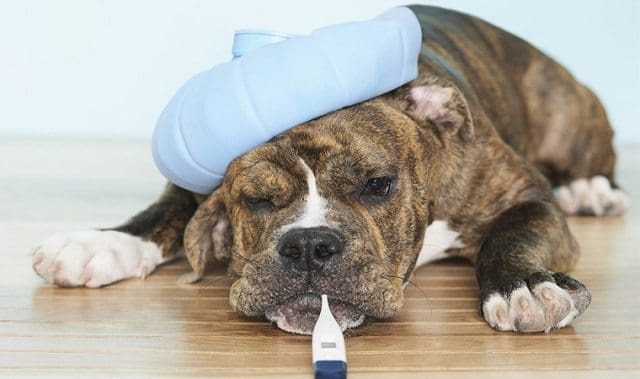 Enfermedades en perros