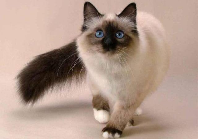 Gato Himalayo