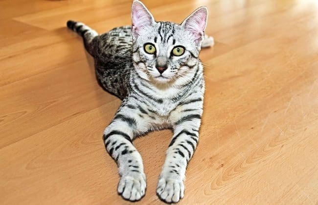Gato Mau Egipcio