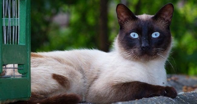 Gato Siamés
