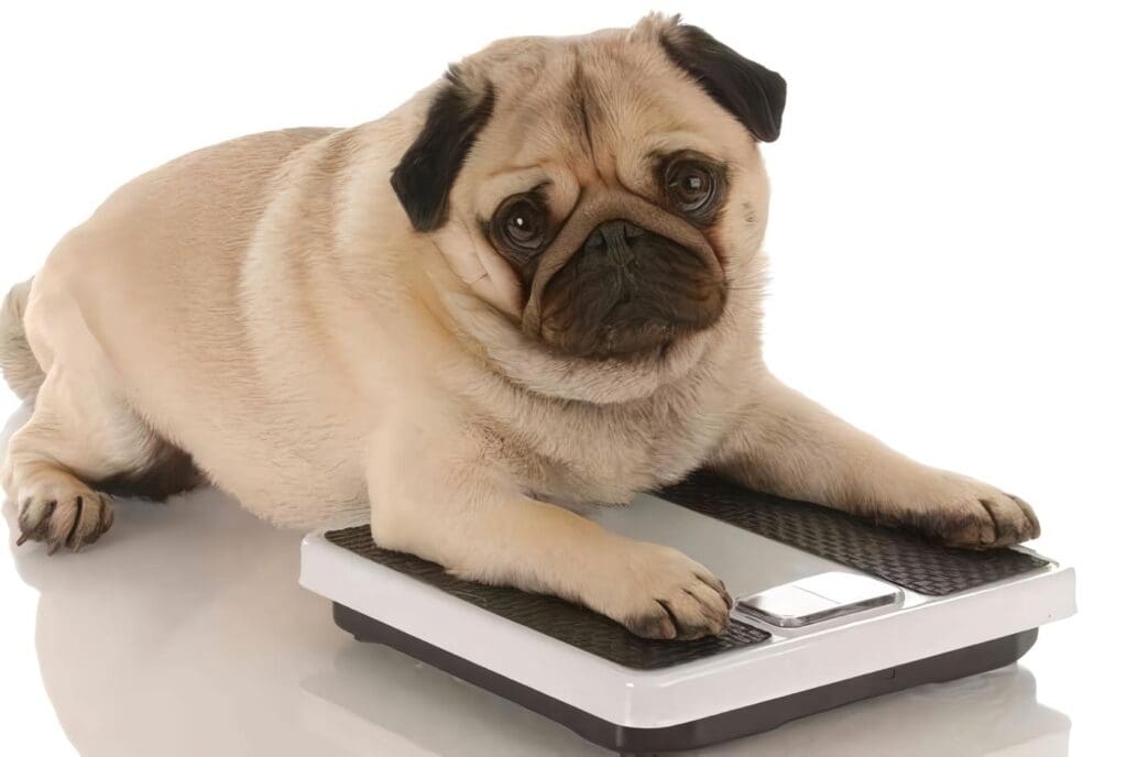 Obesidad en perros