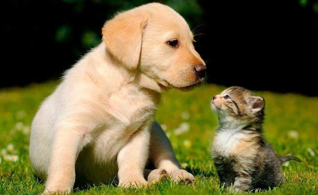 Vacunación para Perros y Gatos