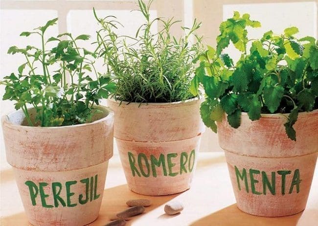 Plantas para sembrar en casa