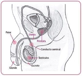 Órganos genitales internos del Hombre Órganos genitales internos del Hombre