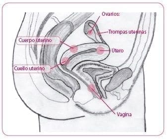 Órganos genitales internos de la mujer Órganos genitales internos de la mujer
