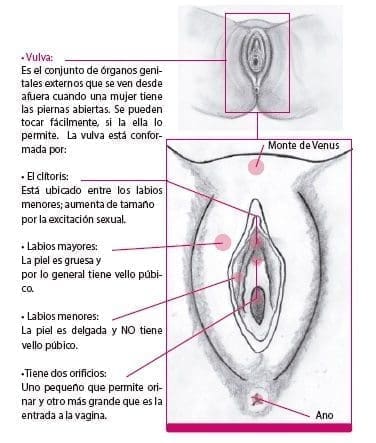 Órganos genitales externos de la mujer Órganos genitales externos de la mujer