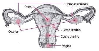 Trompas Uterinas