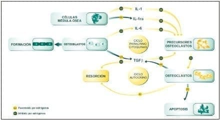 Estrógenos en la regulación del remodelado óseo