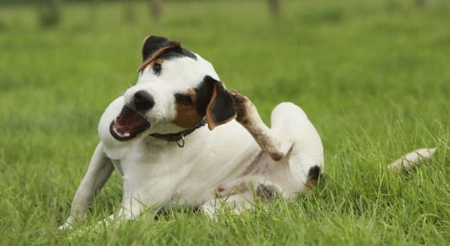 control de pulgas en perros