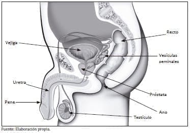 Ubicación de la próstata