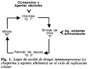 Lugar de acción de drogas inmunosupresoras