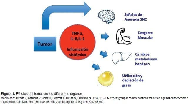 Efectos del tumor en los diferentes órganos Efectos del tumor en los diferentes órganos