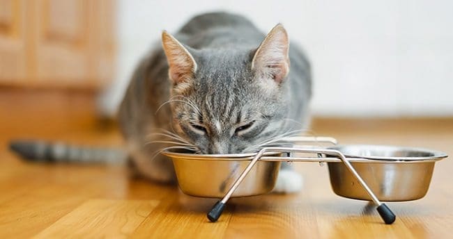 Alimentación en Gatos Adultos