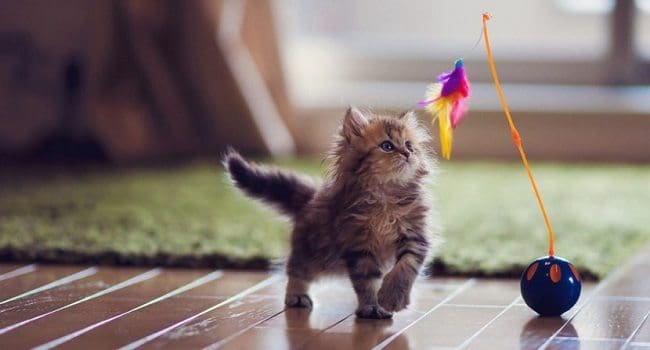tienes un gato