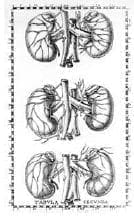 Glándulas suprarrenales Glándulas suprarrenales
