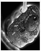 Medula suprarrenal y Catecolaminas Medula suprarrenal y Catecolaminas