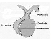 Estudios con la epinefrina