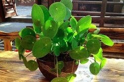 Planta-China-del-Dinero-para-Atraer-prosperidad