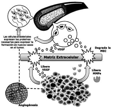 VEGF - en la angiogénesis tumoral VEGF - en la angiogénesis tumoral