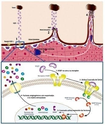 Componentes de una típica cascada de señalización del VEGF Componentes de una típica cascada de señalización del VEGF