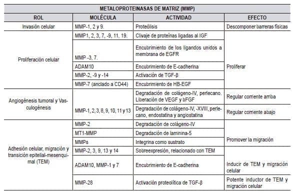 Las MMPs durante la progresión del cáncer Las MMPs durante la progresión del cáncer
