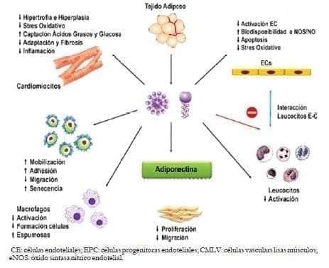 Acciones de la adiponectina sobre los diferentes tejidos Acciones de la adiponectina sobre los diferentes tejidos