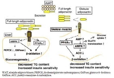 Efecto de la adiponectina en el hígado y el músculo esquelético Efecto de la adiponectina en el hígado y el músculo esquelético