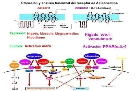 Efectos del receptor de adiponectina Efectos del receptor de adiponectina