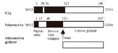 Estructura y dominios de la adiponectina Estructura y dominios de la adiponectina