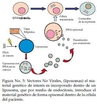 Material genético de forma episomal