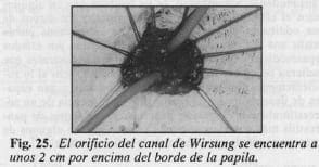 El orificio del canal de Wirsung El orificio del canal de Wirsung