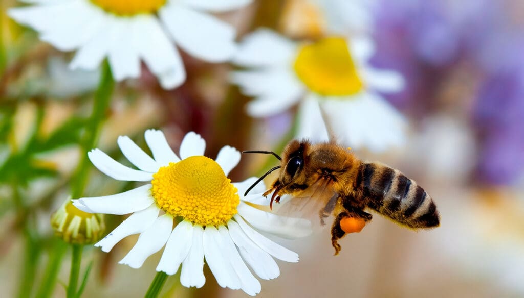 las abejas
